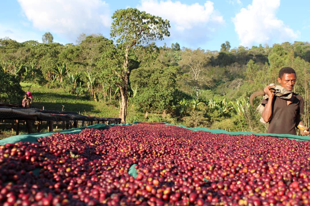 Ethiopia Seasonal Filter