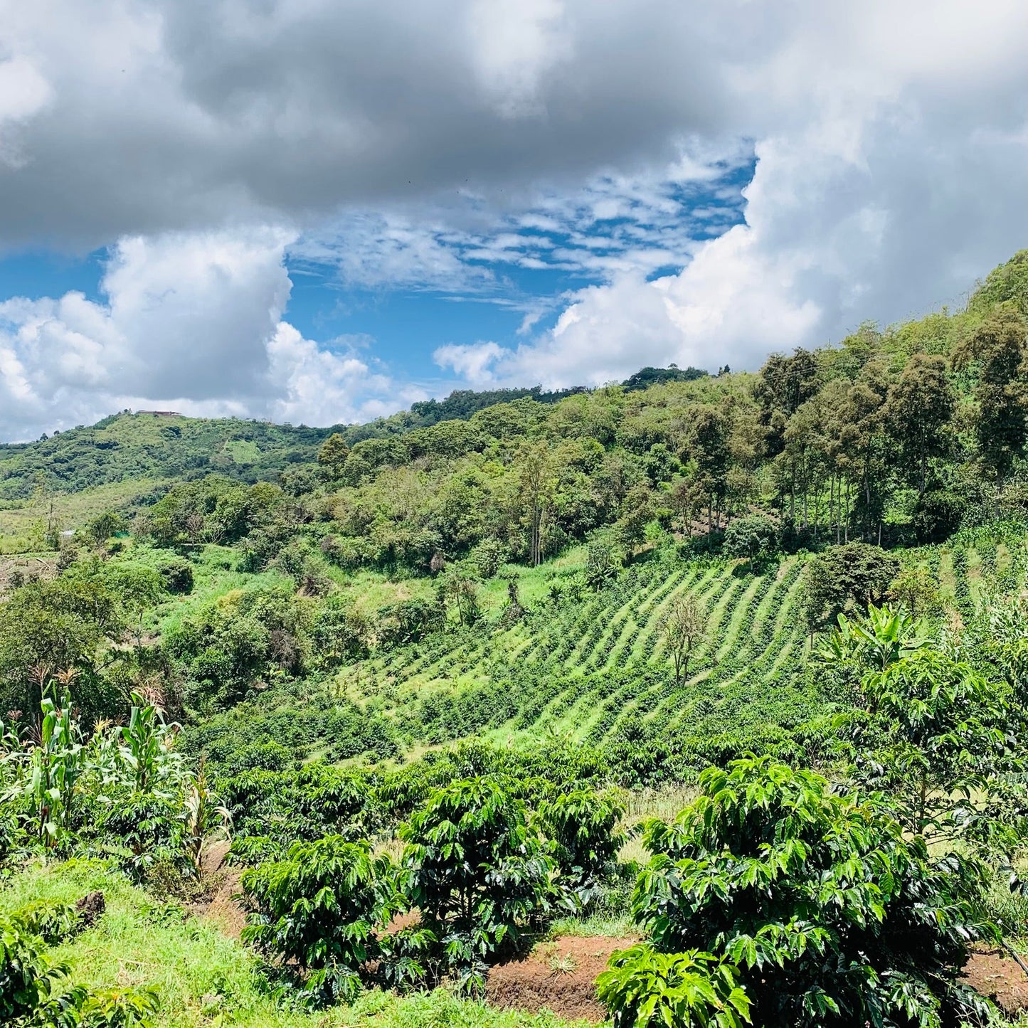 Peru Las Mishas Filter